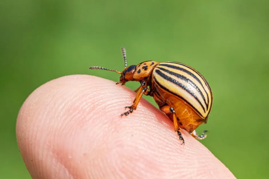 Commercial Pest Control