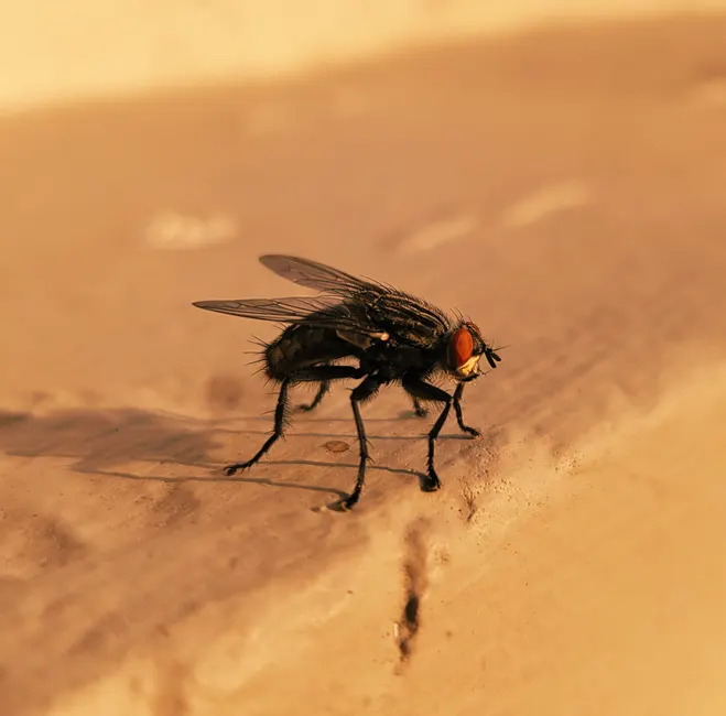 Commercial Pest Control