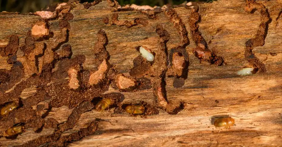 Detailed close-up of tree bark showing woodworm infestation and damage.
