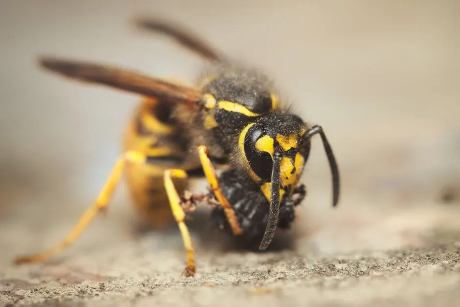 Detailed macro shot of a yellow wasp foraging on a rocky surface, showcasing its natural habitat.
