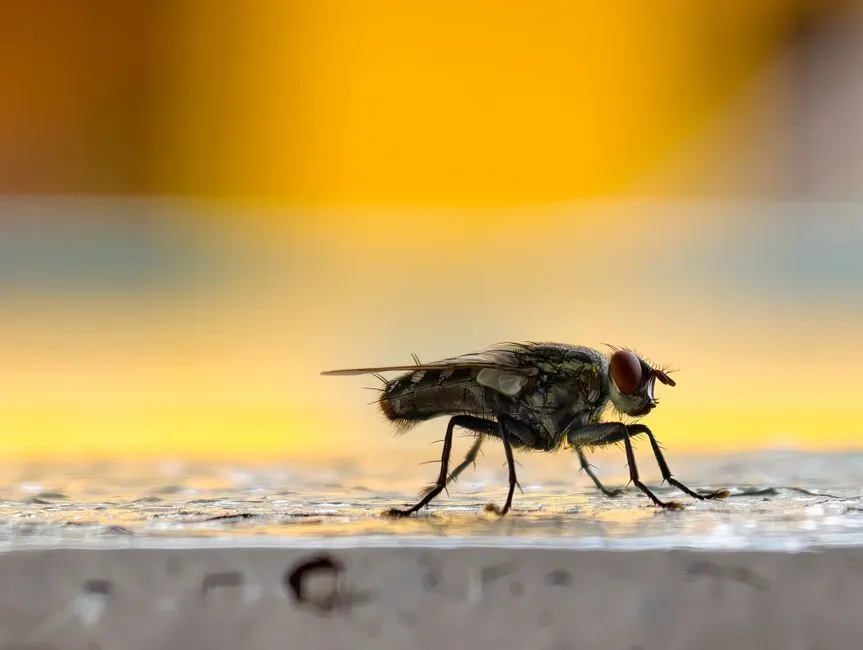 Commercial Pest Control