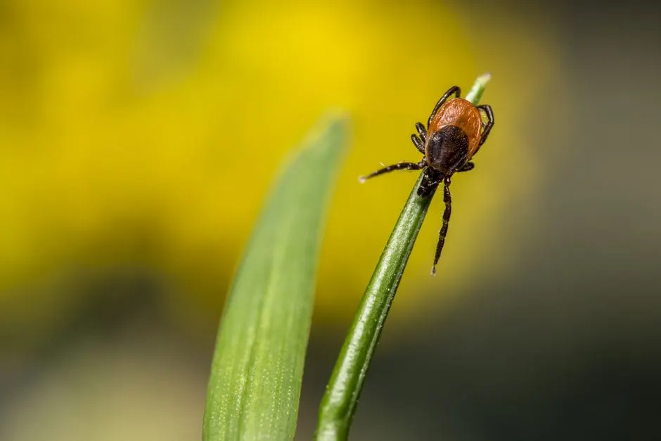 Residential Pest Control