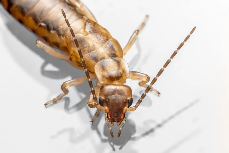 Field Knowledge for Ant Problems