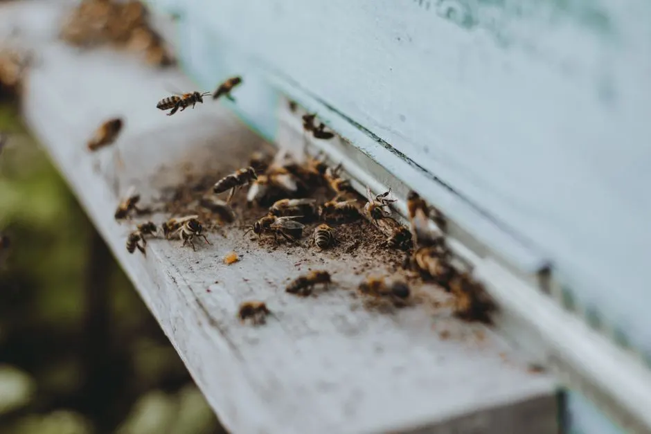 Commercial Pest Control