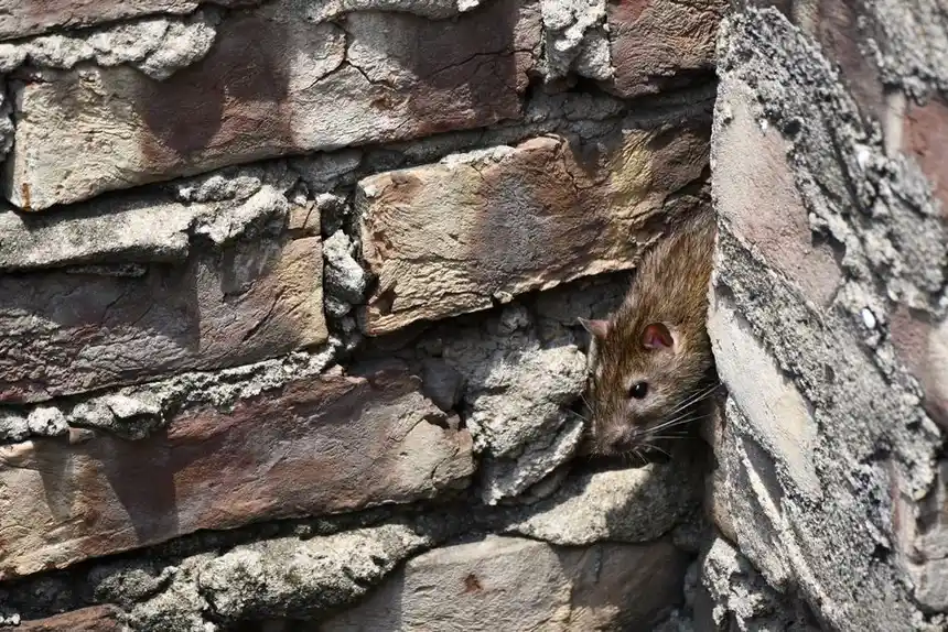 Residential Pest Control